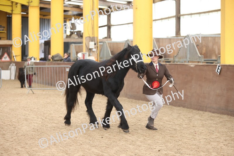 20251109-0875 - Class 25 - Yearling, Colt, Filly or Gelding