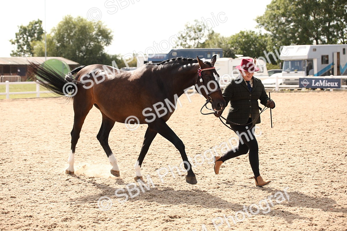 SBM_07042 - Class 25 IH Foreign Breeds- Pure bred