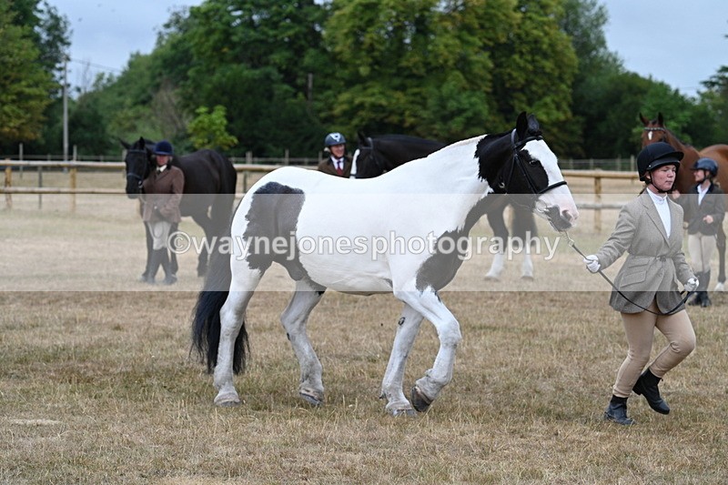 WJ7_9961 - Class 5a Most Handsome Gelding (above 14.2hh)