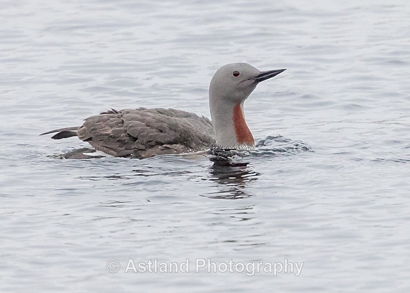 Astland Photography, Bird and Wildlife Images, Susan and Peter Wilson, U.K.