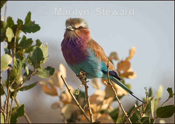 Lilac breasted roller #2 - Kenya, Tsavo East