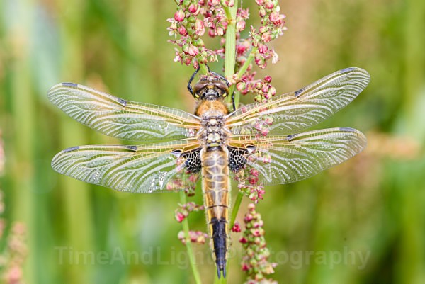 Female Four Spot chaser - Dragonflies & Damselflies