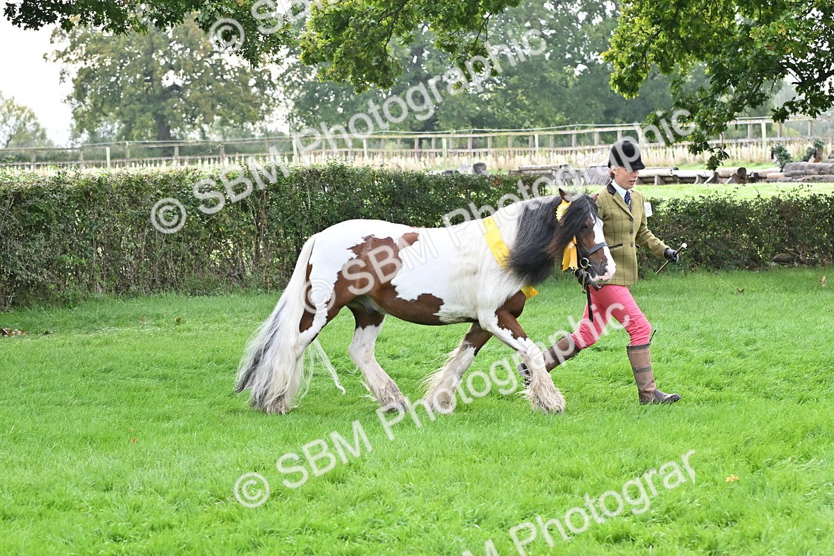 SBM_57009 - S45 - Coloured Pony In Hand