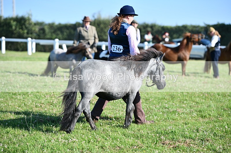 DSC_5631 - Class 49: NPS Shetland Youngstock