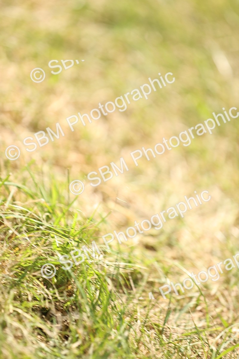 SBM_16196