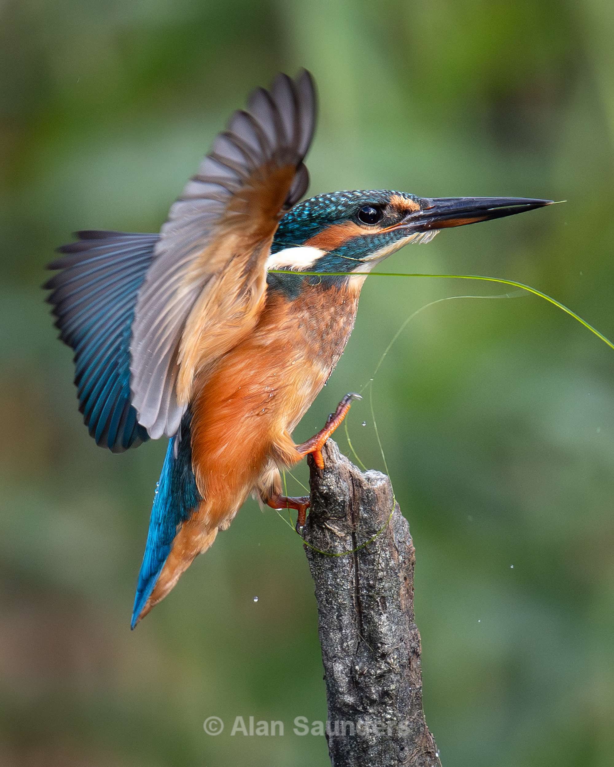 Common Kingfisher 9