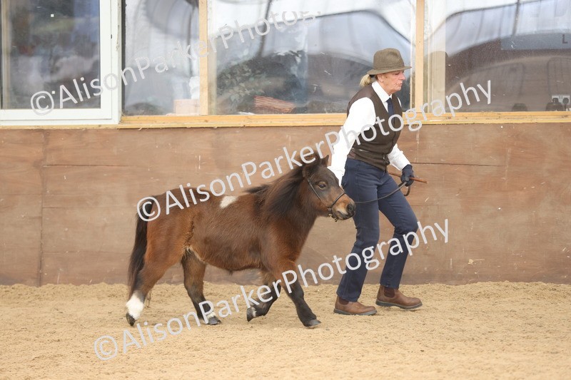 20251109-0295 - Class 13 - Mares 4 Years and Over