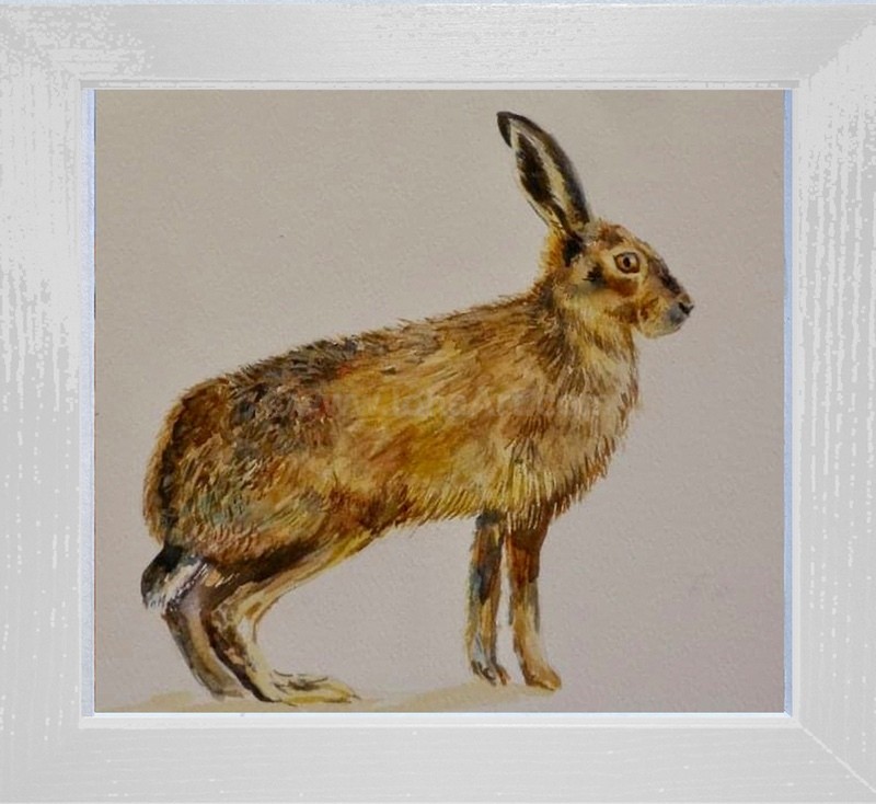 Ready,Steady ...Go ! - Widlife/Nature