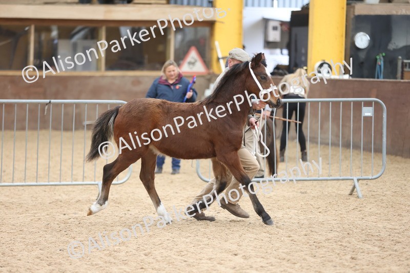 20251109-0774 - Class 24 - Foals