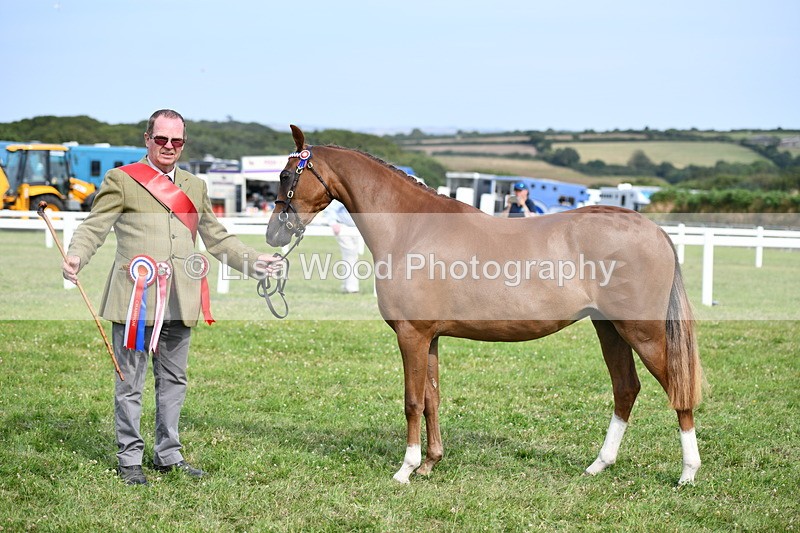 DSC_9106 - SP/SHP Pony Breeding Championship