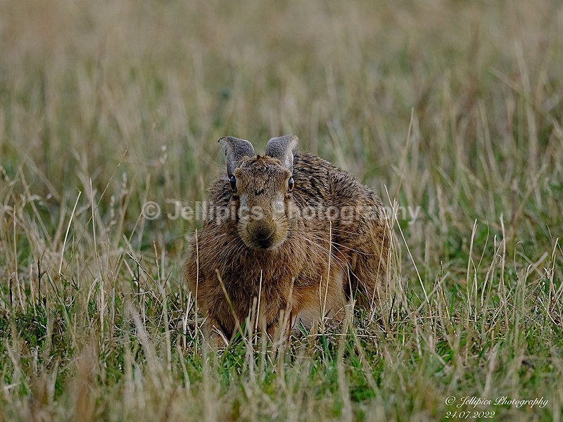  - Wildlife and Nature
