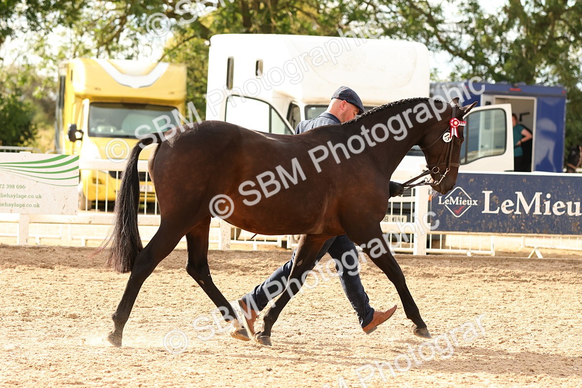 SBM_18351 - Class 318 - IH Part Bred Horse Pony