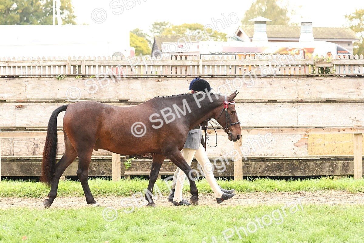 SBM_59820 - S36 - Rehabiliated Rescue Horse & Pony In Hand & Ridden