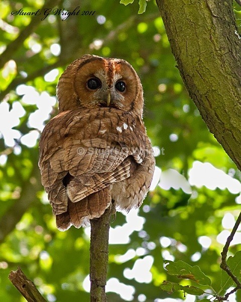 31 - Wild Birds of Prey Inc. Owls