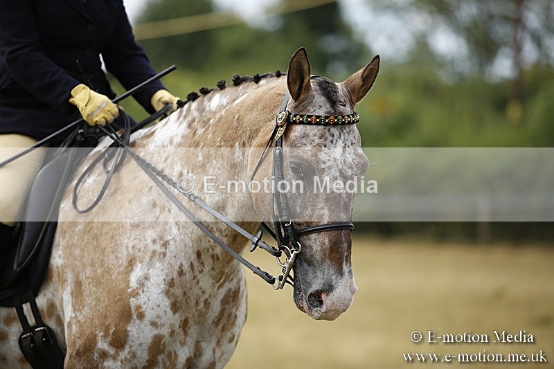 _C7A9523 - BVRC Show 2018 Ring 1