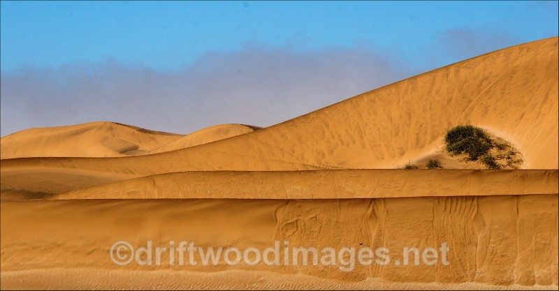 Namibia desert DSC_0052 Living Desert dunes and bush 3 A - Namibia, Southern Africa