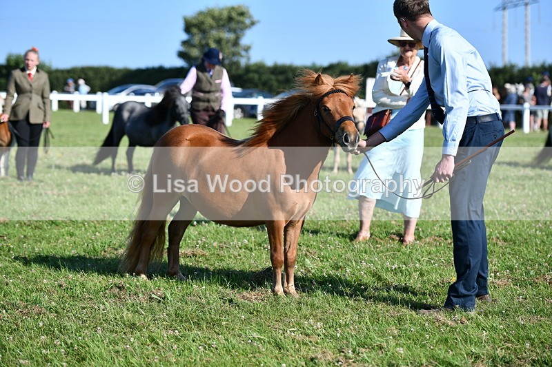 DSC_5699 - Class 49: NPS Shetland Youngstock