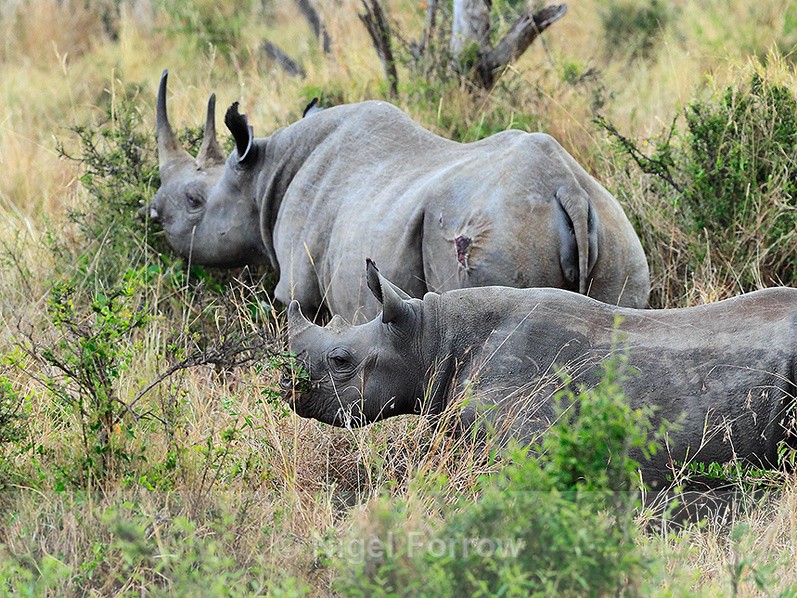 Black Rhinoceros - mother and calf grazing on some bushes in the Mara - Rhinoceros