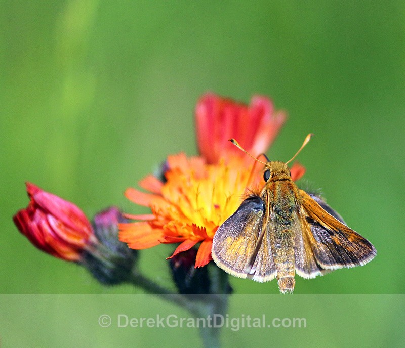 Poanes hobomok - Butterflies & Moths of Atlantic Canada
