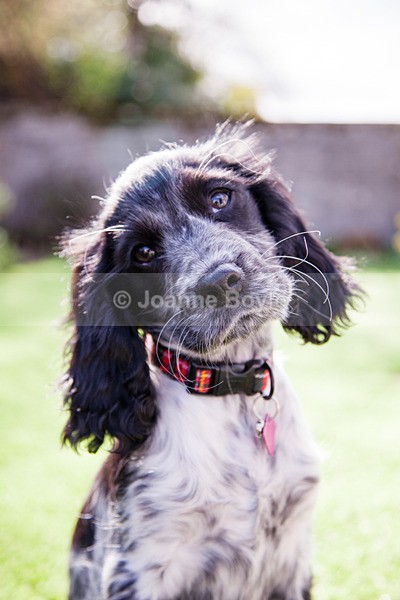 IMG_9250 - Dog Portrait Photography