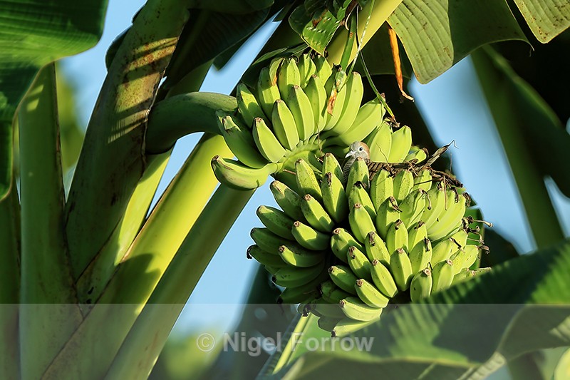 Zebra Dove nesting in bananas, Mekong Delta, Vietnam - Zebra Dove