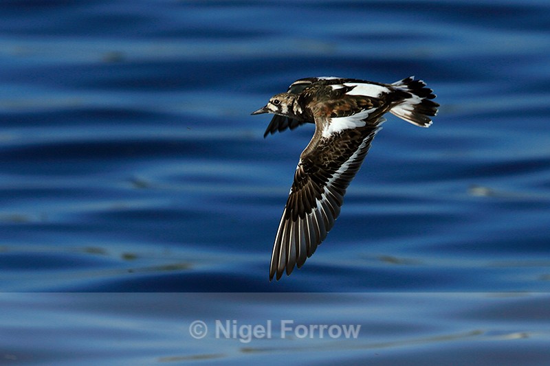 Turnstone in flight at Farmoor - Turnstone