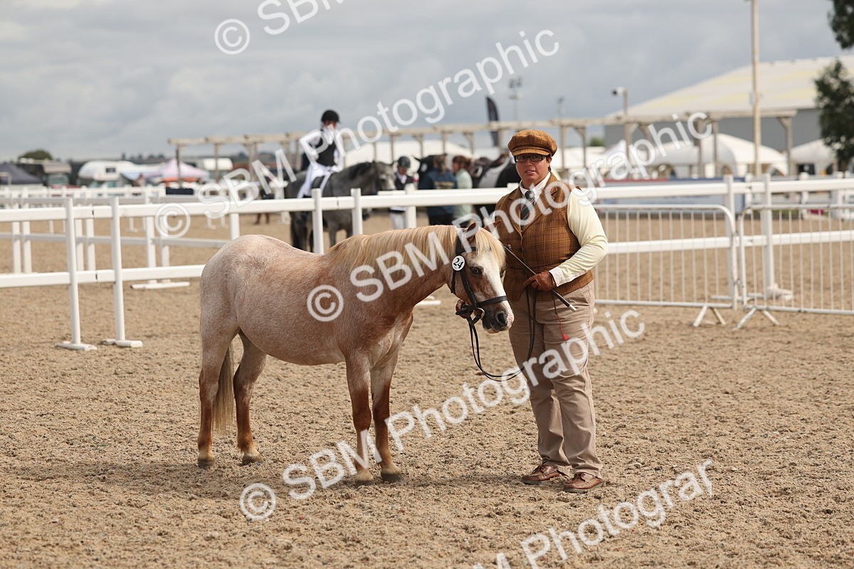SBM_04400 - Class 18 - Handsomest Gelding (IH or Ridden)