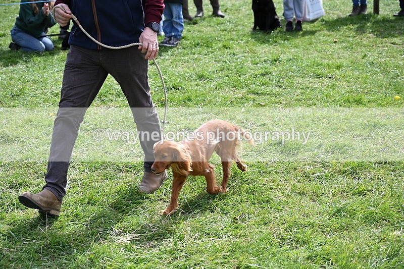 WJ6_8946 - Class 8 Best Working / Gun Dog or Bitch