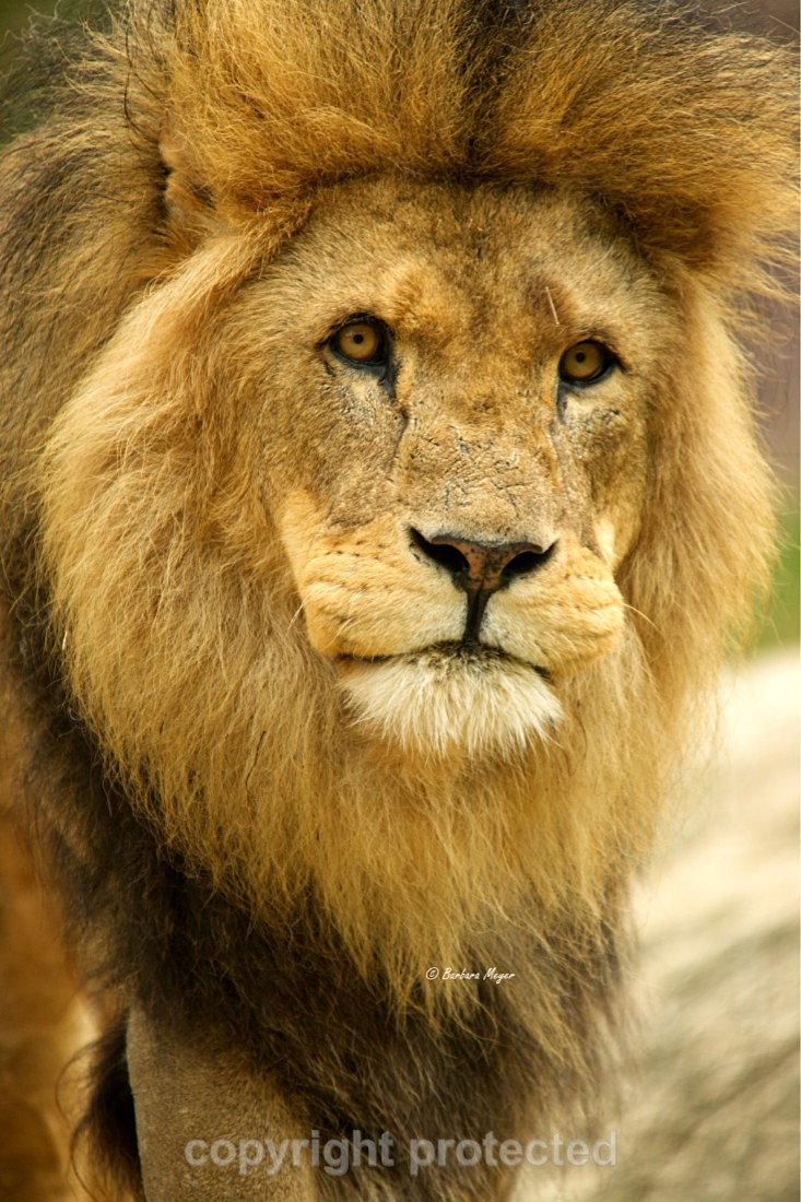 African Lion - Bailey - Big Cats