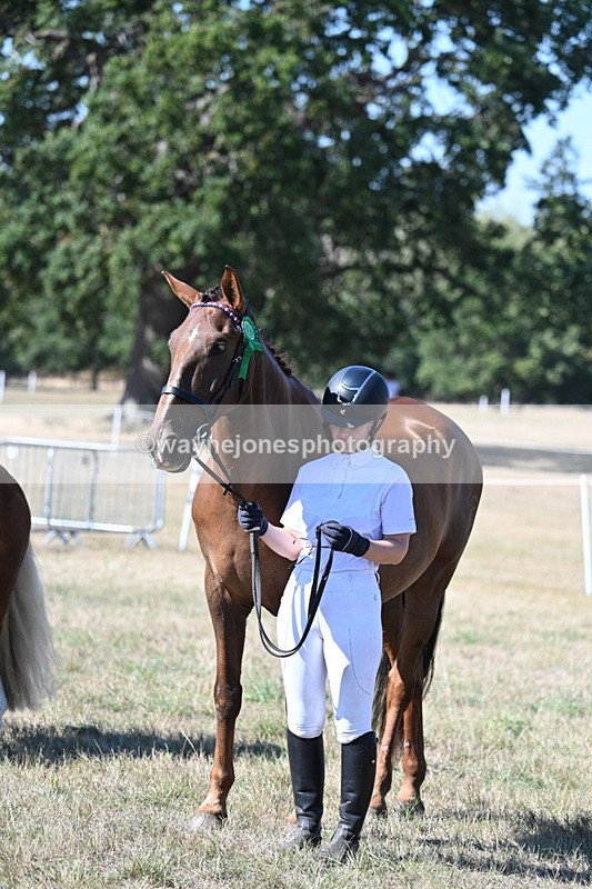 WJ7_1708 - Class 42 Most Handsome Gelding