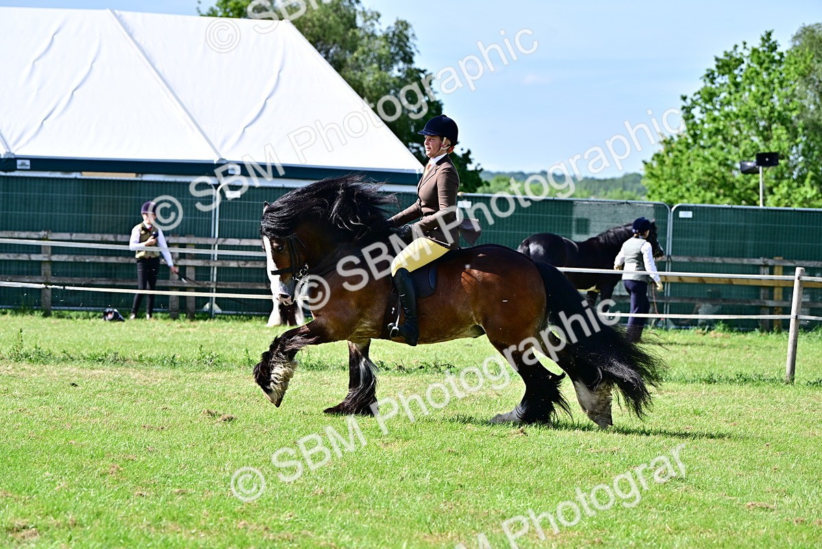 SBM_09330 - Class 63-65 - Traditional Gypsy Cobs In Hand & Ridden