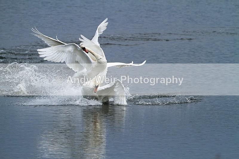 20121001-_MG_0551 - Swans