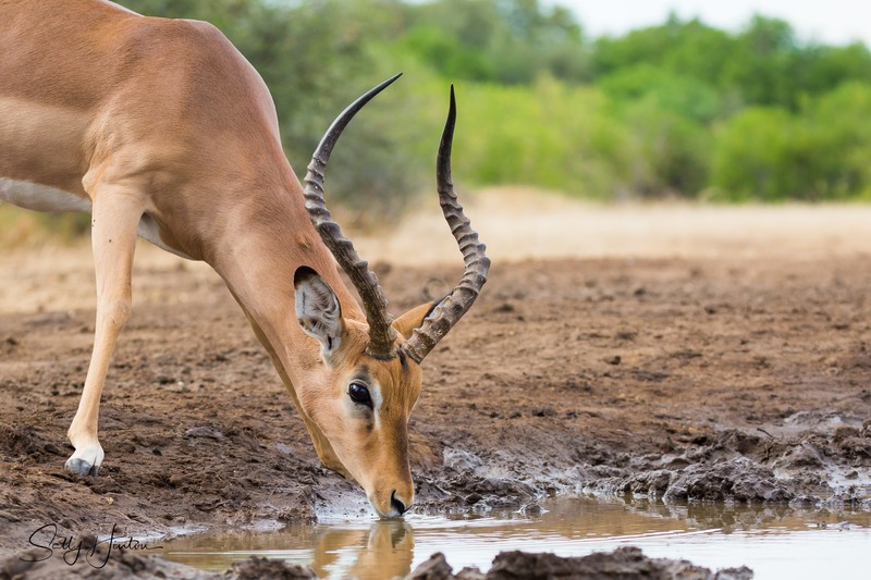 Impala Drinking 4