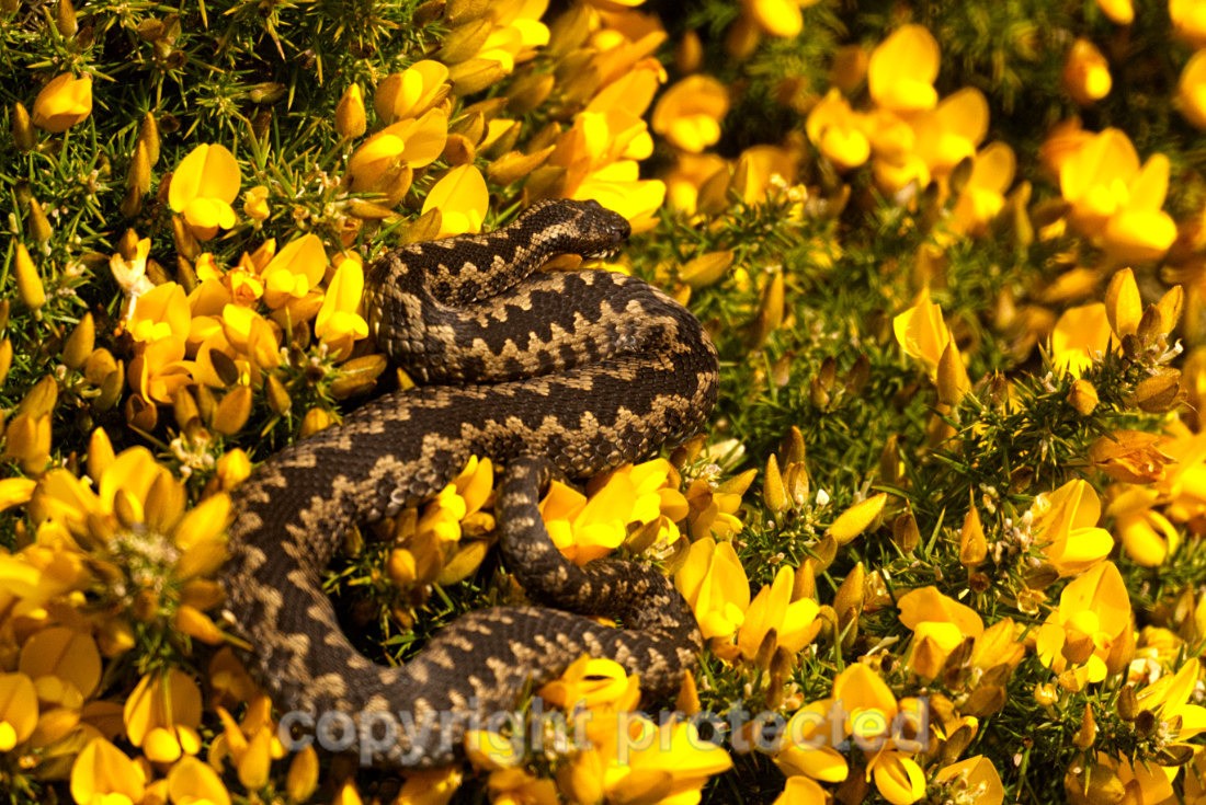 Adder - Beach along Suffolk Coast - Suffolk - Reptiles