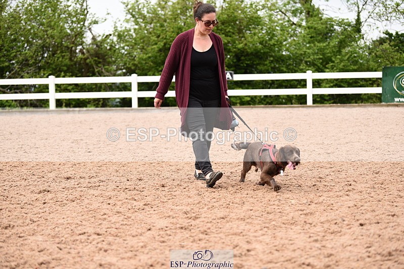 240518A-120928-01102 - Cls 3 Handsomest Dog