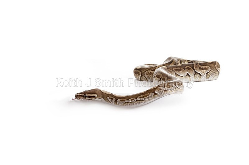 2SKJ8957 - Roaming Reptile Show. II