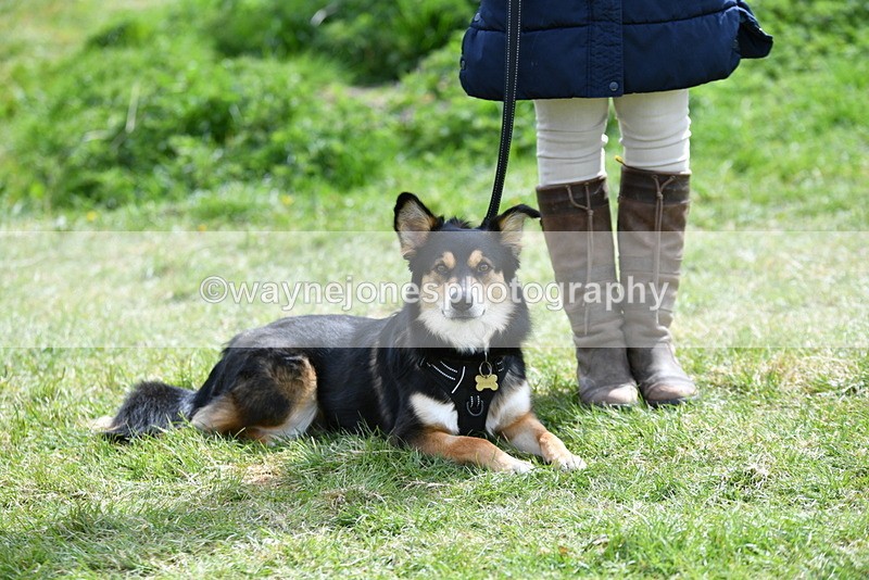 WJ5_9794 - Class 3 Most Handsome Dog