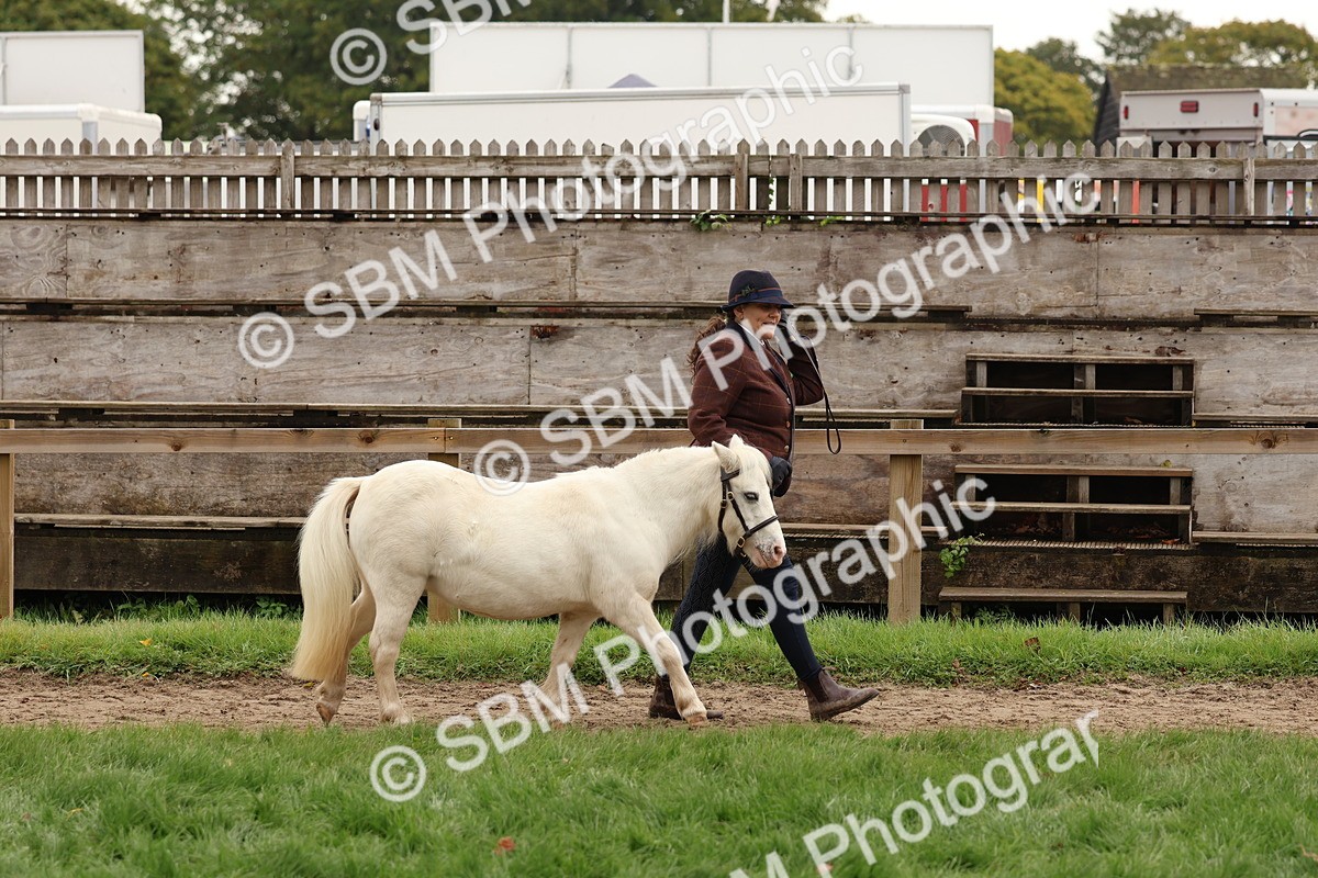 SBM_59829 - S36 - Rehabiliated Rescue Horse & Pony In Hand & Ridden