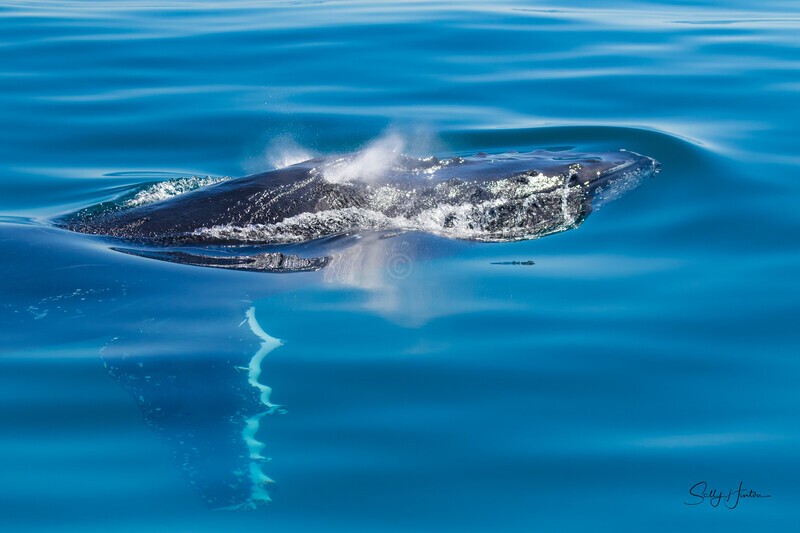 Gliding Blow 2 0A3A1129 - Humpback Whales