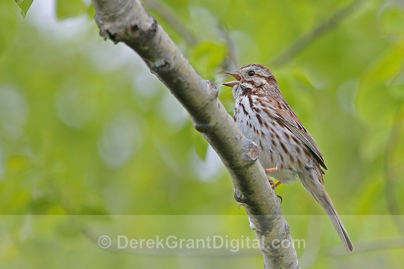 Song Sparrow - Birds of Atlantic Canada