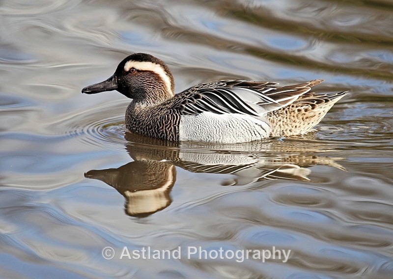 Astland Photography, Bird and Wildlife Images, Susan and Peter Wilson, U.K.