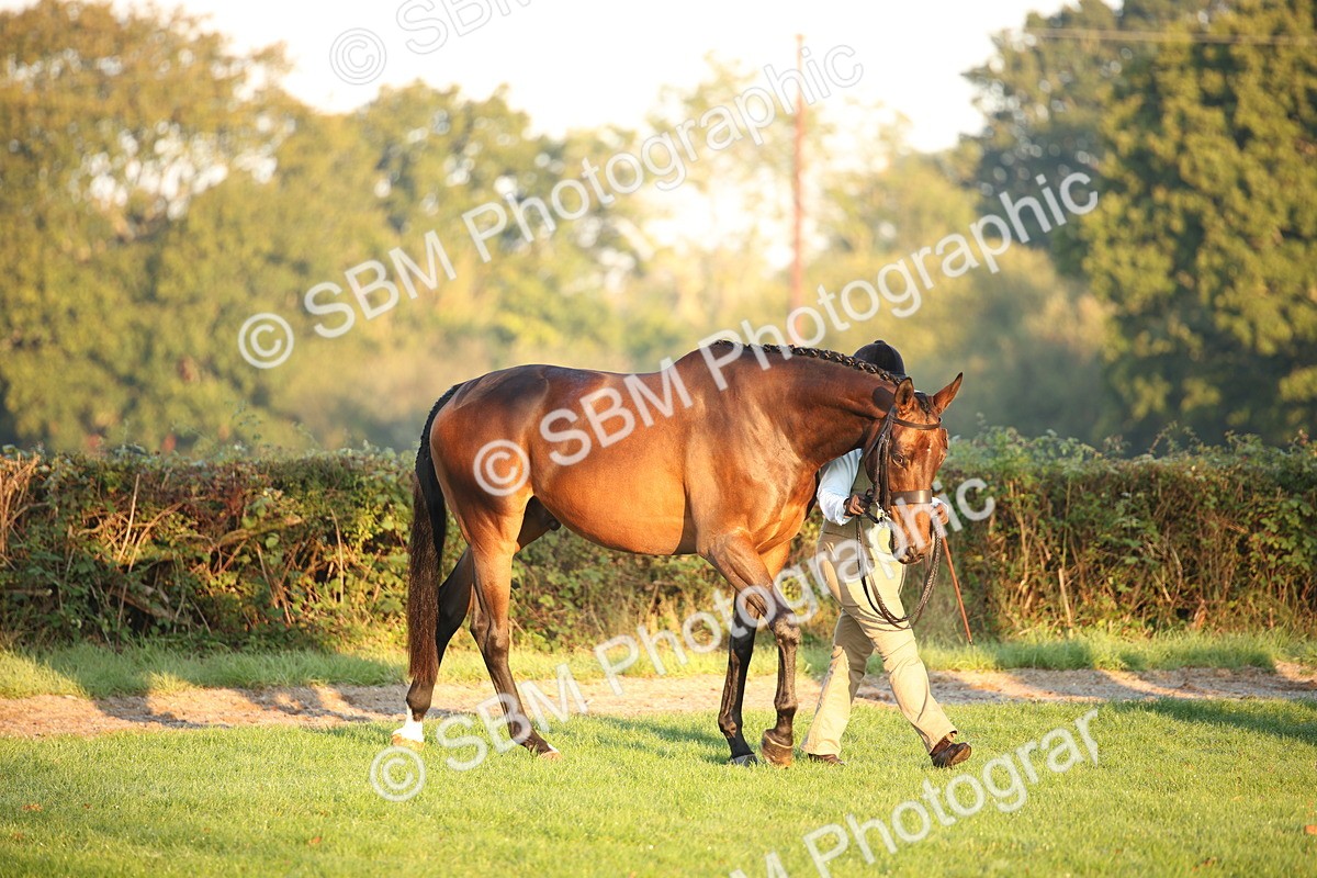 SBM_56789 - S49 - Riding Horse & Hack & Thoroughbred In Hand