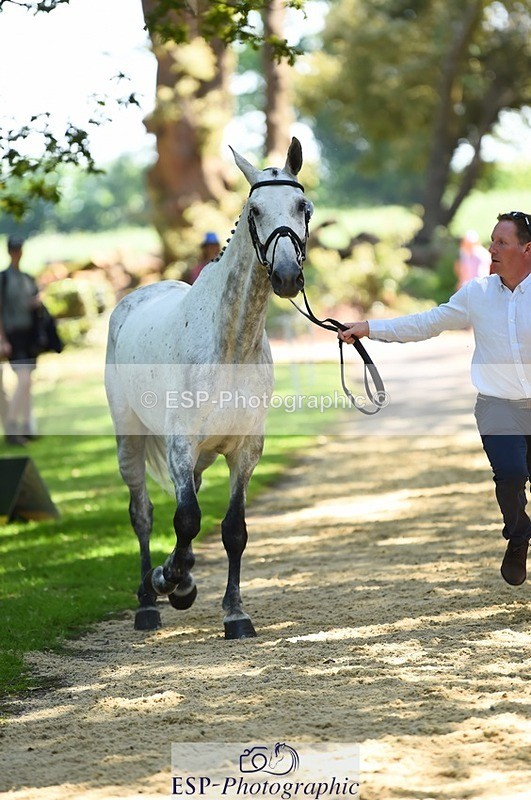 230524-145938-00008 - 302-EN_TARO_DES_VERNIER-Oliver_Townend-WEDTrotUp+DR