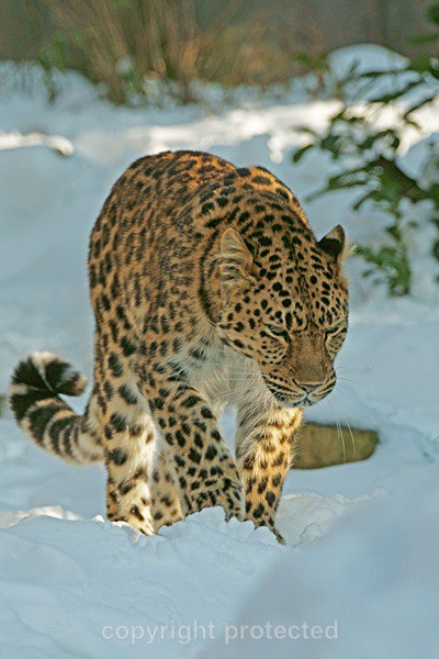 Amur leopard - Milena (Colchester Zoo) - Amur Leopards