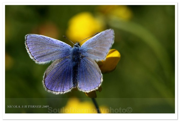 Common Blue Male - Invertebrate's Macro