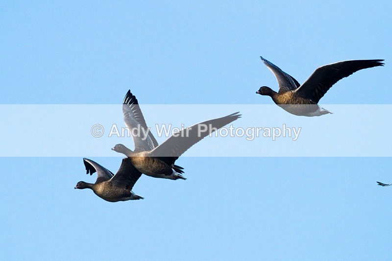 20101016-1446 - Pink-footed Goose