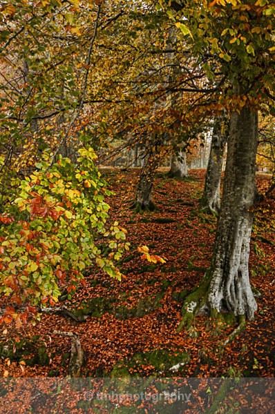 Autumn Colours. - Landscape