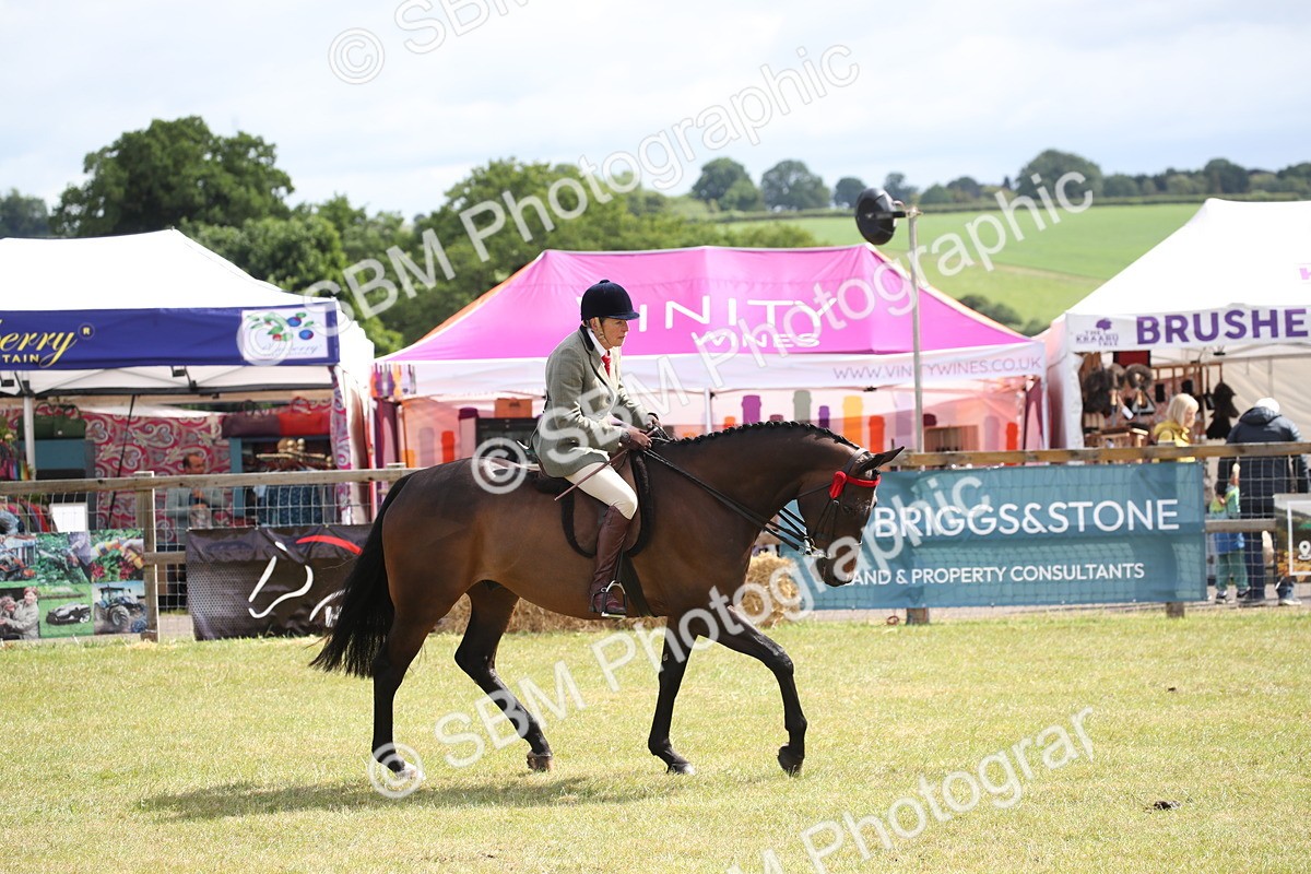 SBM_13230 - Class 95-96 - LIHS BSHA Rising Star Hack Riding Horse
