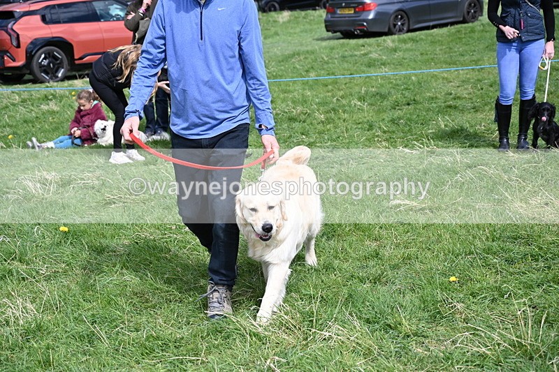 WJ6_9047 - Class 8 Best Working / Gun Dog or Bitch