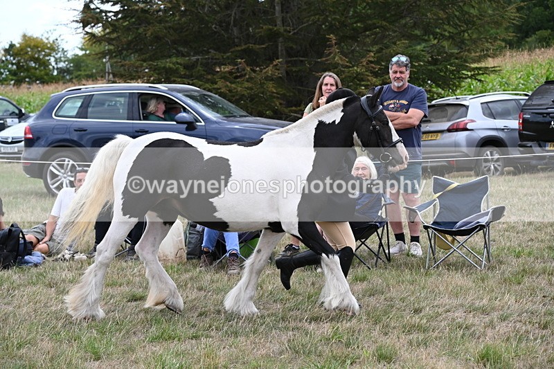WJ6_5235 - Class 18 In-hand Coloured